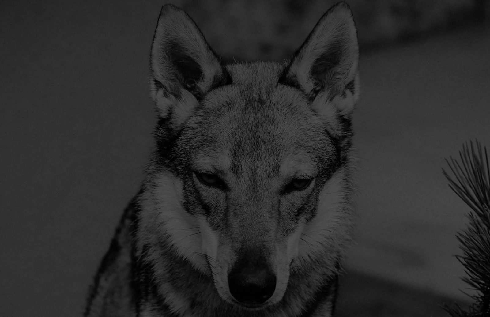 Daniel Angerer mit einem Tschechoslowakischen Wolfhund