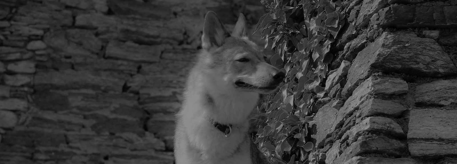 Tschechoslowakische Wolfhunde unterwegs in der Natur