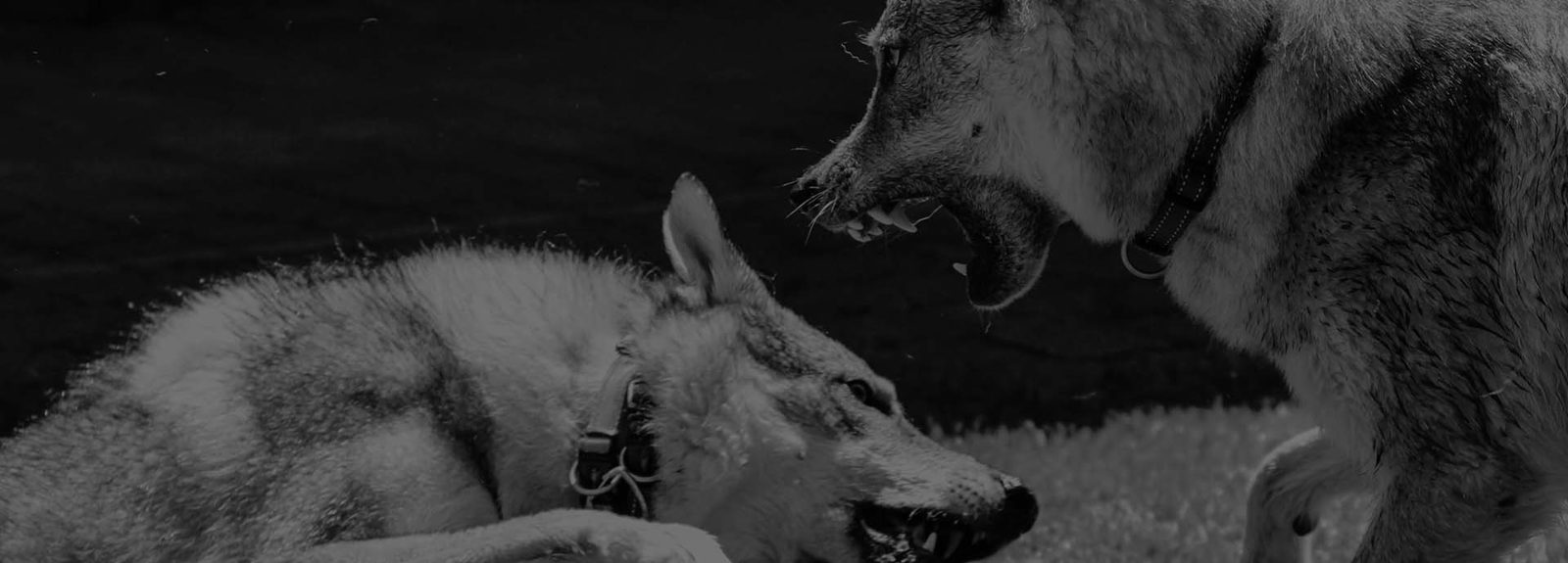 Tschechoslowakischer Wolfhund in filmischer Landschaft