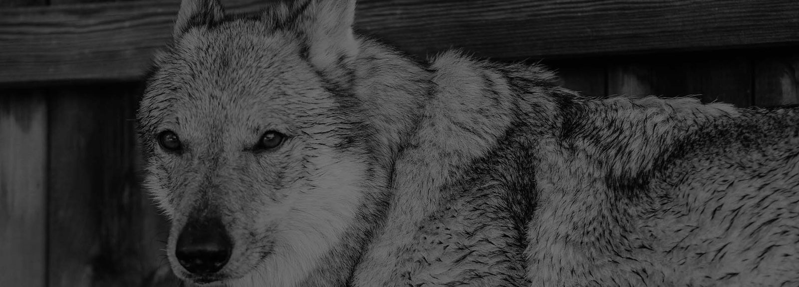 Tschechoslowakischer Wolfhund im Gegenlicht auf einer Lichtung