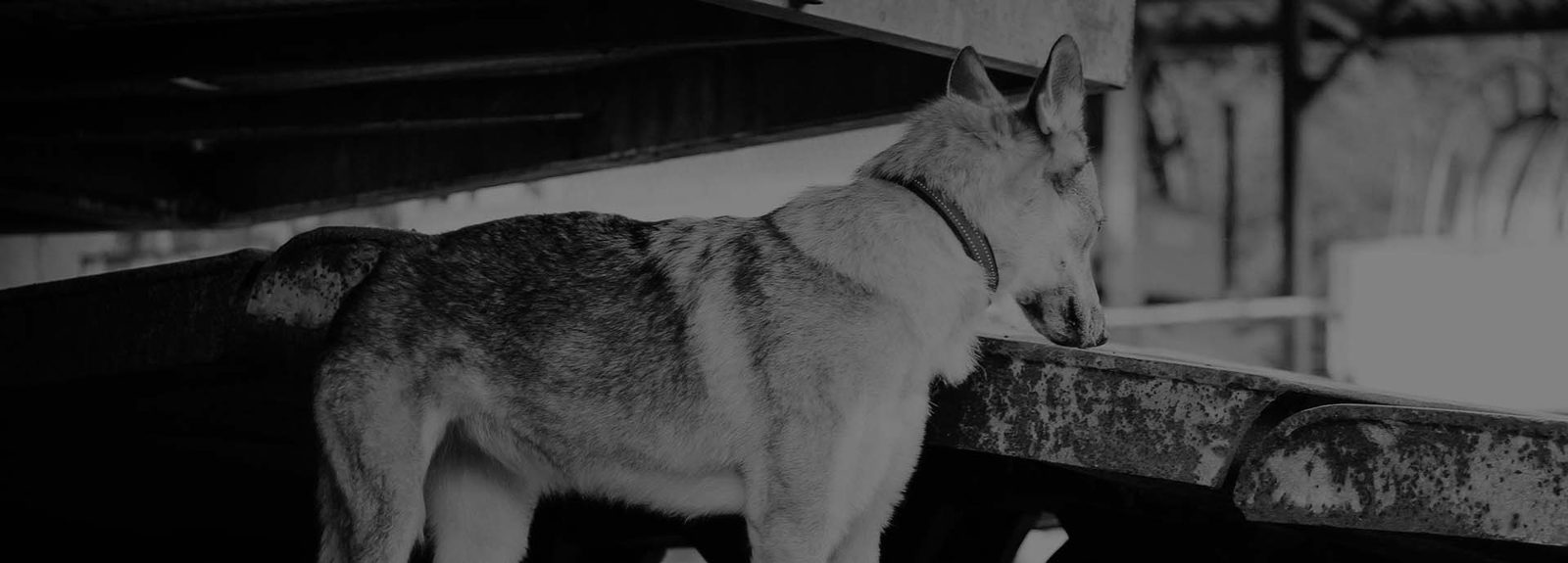 Tschechoslowakische Wolfhunde in ruhiger Formation