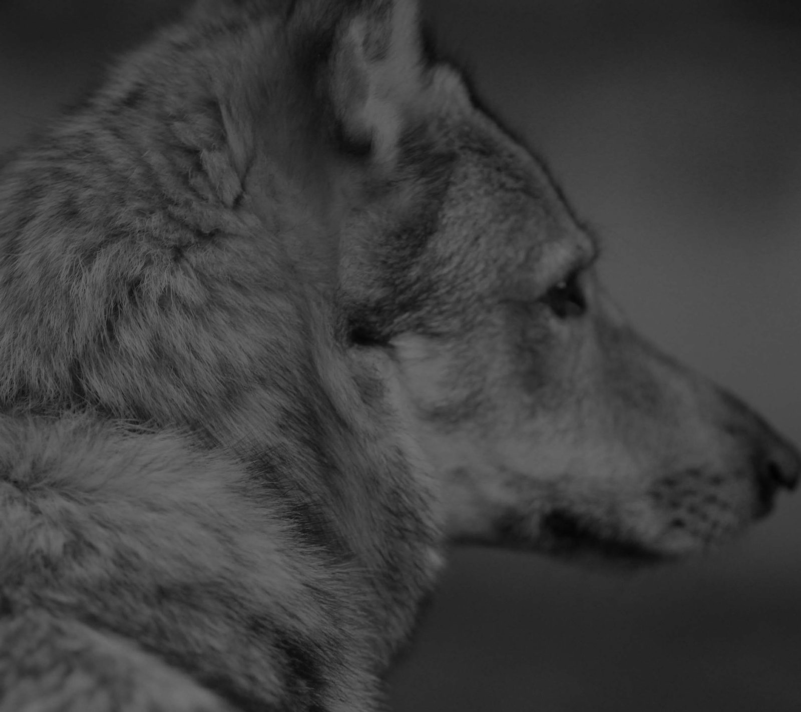 Lunar Lupus Filmwolf
