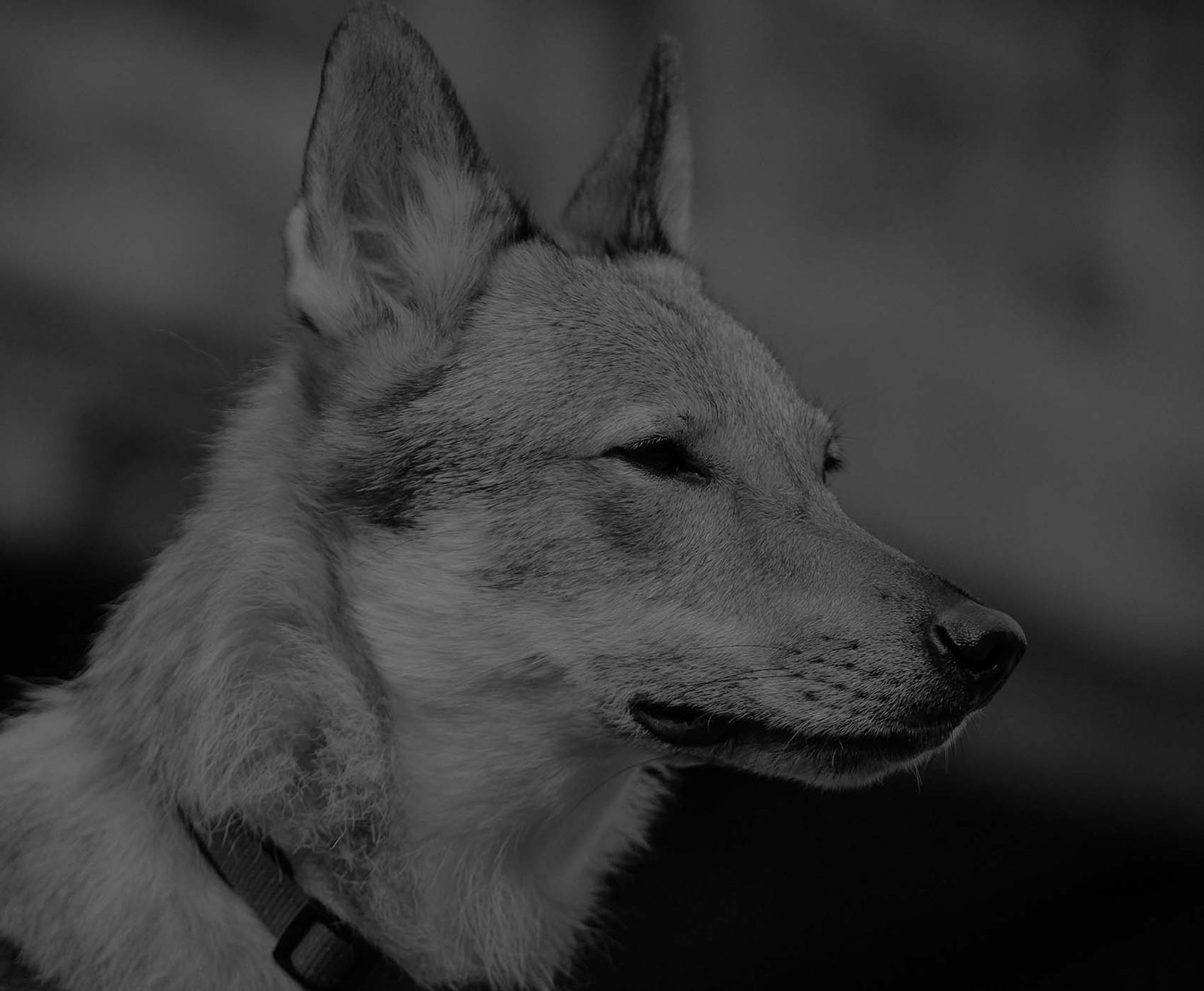 Tschechoslowakischer Wolfhund seitlich zum Licht, editorialer Look