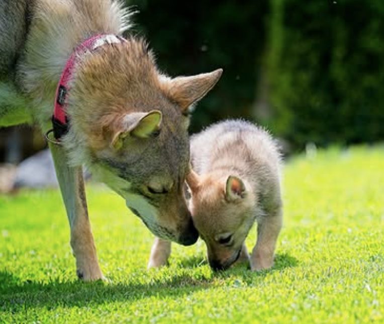 Puppies